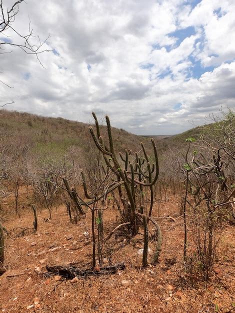 A Caatinga É Um Bioma Exclusivamente Brasileiro - Caatinga é o único bioma exclusivamente brasileiro | Foto Premium