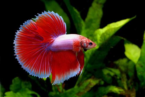 Betta Siamese Fighting Fish Underwater Tropical Psychedelic