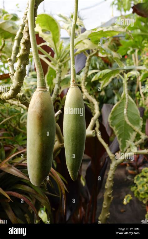 Brugmansia Snowbank Seed Pods Angel Trumpet Stock Photo Alamy