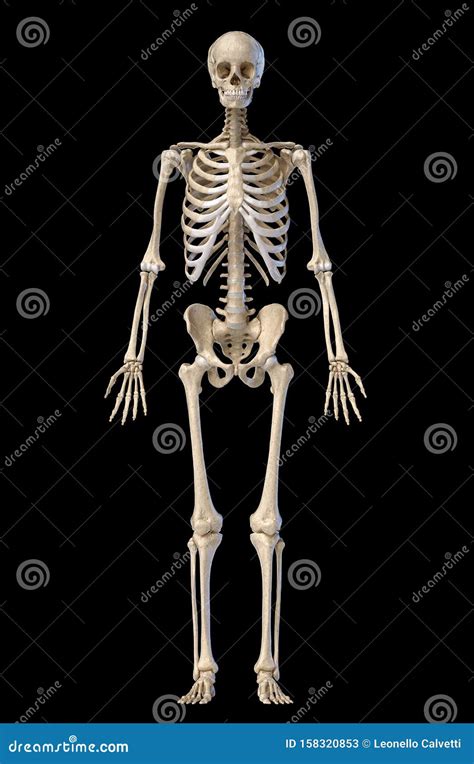 Human Male Skeleton Full Figure. Front View Stock Illustration ...