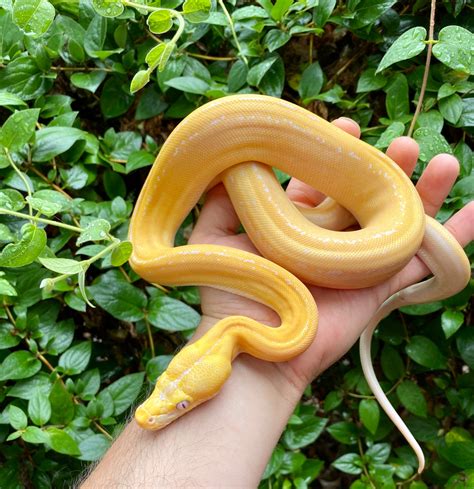 50 Off Sale Platinum Lavender Goldenchild Tiger Reticulated Python