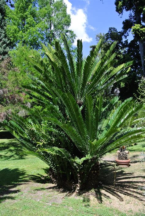 Origin and geographic evolution of cycads clarified