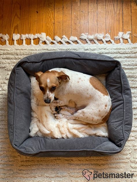 Top 7 Calming Dog Beds For Dogs With Anxiety Reviewed April 2022