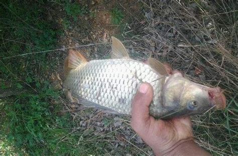 野生鯉魚：釣友們需要注意的幾點技巧 每日頭條