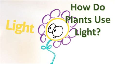 How Do Plants Use Light 33 Youtube