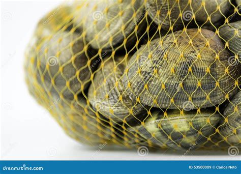 Ruditapes Philippinarum, An Edible Species Of Saltwater Clam. Stock Photo - Image: 53500009