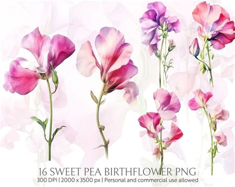 Sweet Pea Birth Flower Clipart Floral Design Birth Flower Clipart Sweet ...