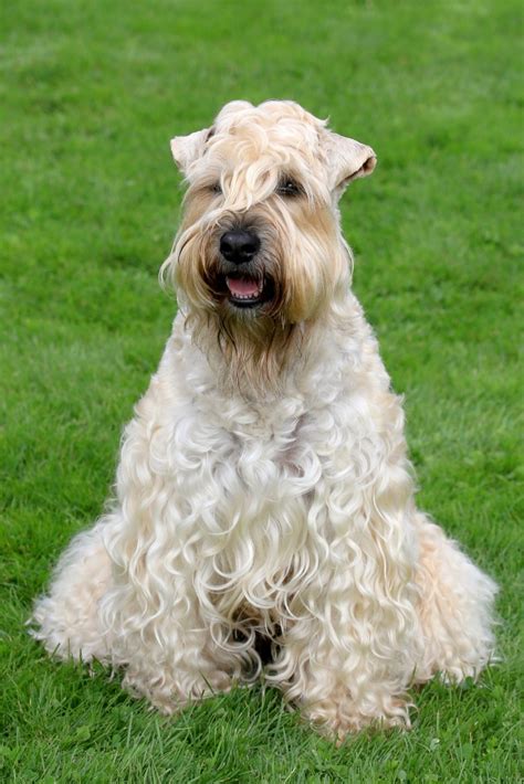 The Soft Coated Wheaten Terrier Modern Dog Magazine