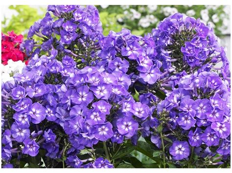 Flox metlinatý (Phlox paniculata) ´BLUE BOY´ - Motyčkovo.sk