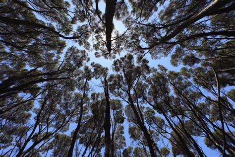 Australian Environmental Humanities Hub