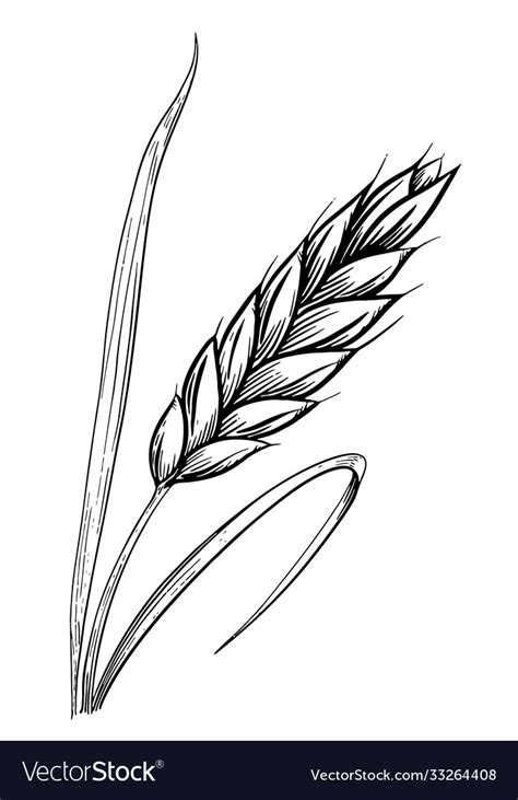 Wheat ears sketch hand drawn Royalty Free Vector Image