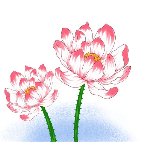 Pink Lotus White Transparent Cartoon Pink Lotus Cartoon Pink Lotus