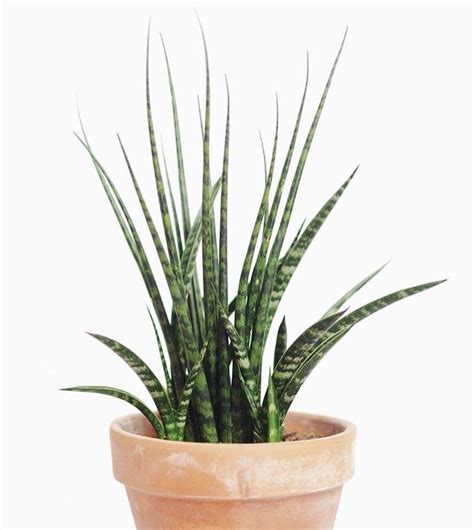 Сансевиерия - тропическое комнатное растение. Популярные виды :: myPlants