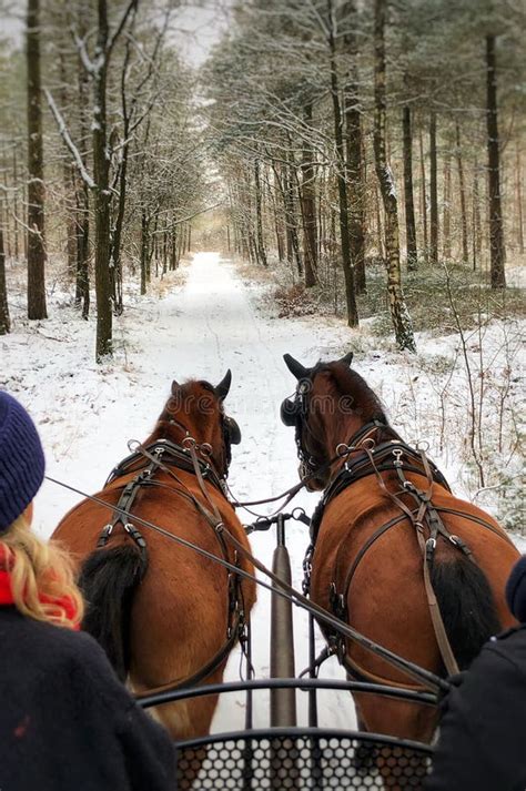 Horse carriage winter stock photo. Image of forest, horse - 137417490