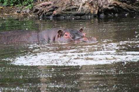 A Hippo in the Water stock image. Image of submerged - 200928041