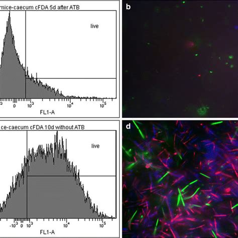 Viability of microorganisms in faeces determined by FACS and visualized ...