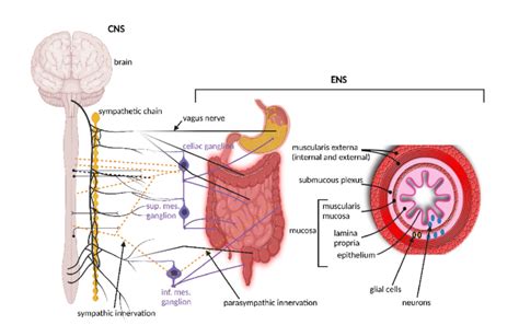 Although The Vagus Nerve Vn Is In Contact With All Layers Of The Gut