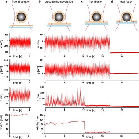 Fusion Events Of Membranes With Intermediate Tension A 970 Nm Diameter