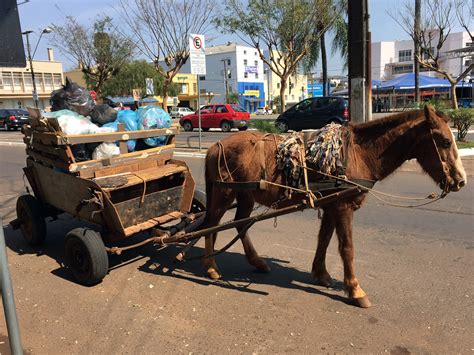 Lei Que Pro Be Carro As Puxadas Por Animais Em Cuiab Recebe Elogios De