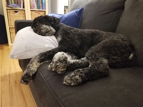 Anyone Elses Sleep On A Pillow Rbernedoodles