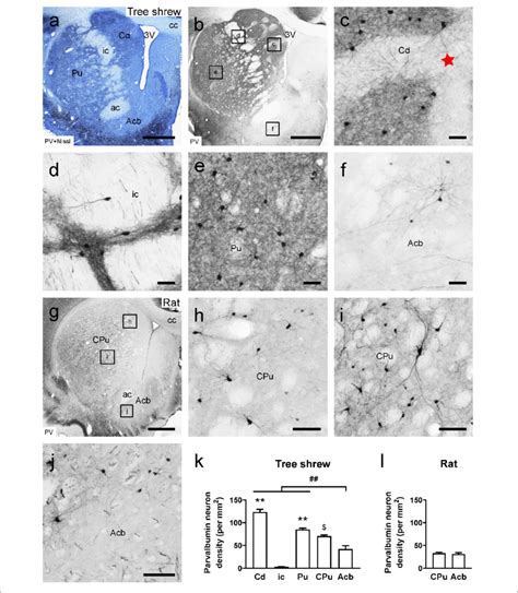 Photomicrographs Of Parvalbumin Pv Ir Staining Are Shown In The