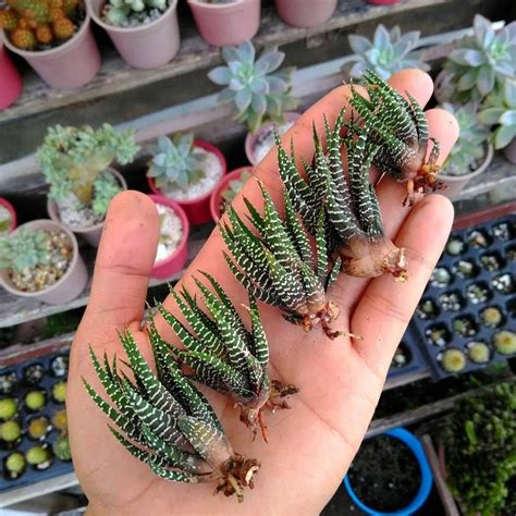 Suculenta Cebra Haworthia Attenuata Cuidados Succulent Avenue