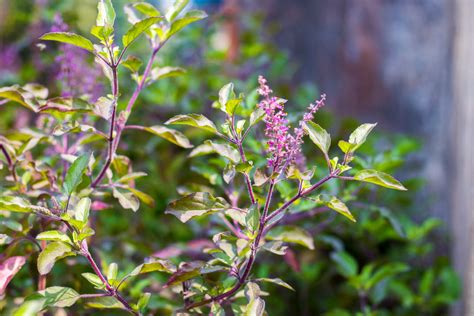 Basilic Sacr Tulsi Bienfaits Utilisations Et Contre Indications