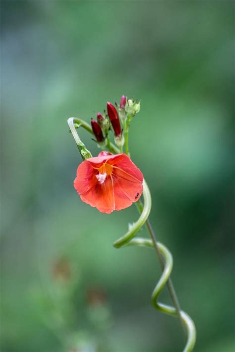 Red Morning Glory Ipomoea Coccinea By Stoplamek On YouPic