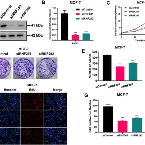 Rnf Knockdown Inhibits Proliferation In Mcf Cells A Western Blot