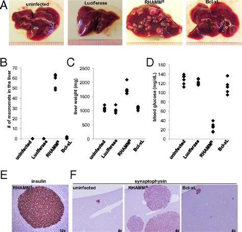 Receptor For Hyaluronan Mediated Motility Isoform B Promotes Liver