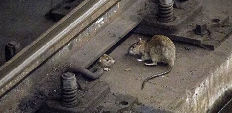 Two Gigantic Subway Rats Fight Over a Churro in Dramatic NYC Video