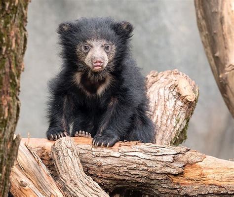 Sloth Bear Cub : r/hardcoreaww