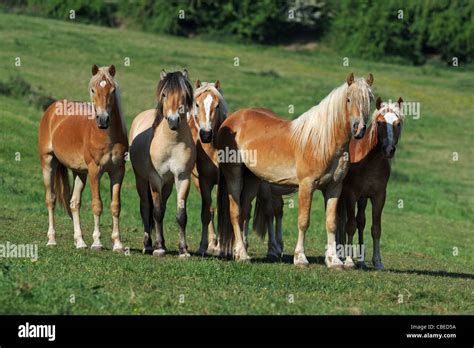 Norwegian Fjord Horse And Haflinger Horse Equus Ferus Caballus Group