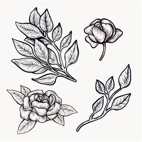 Premium Vector Peony Blooming Flowers Hand Drawn Isolated Outline