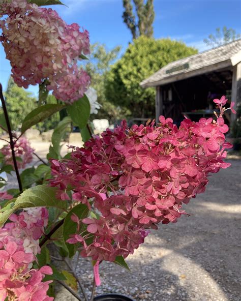 Vanilla Fraise Hydrangea — Corn Hill Nursery