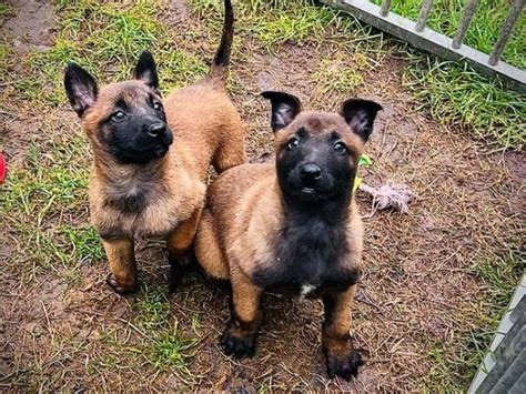 À réserver 3 chiots Bergers Belges Malinois LOF Petite Annonce chien