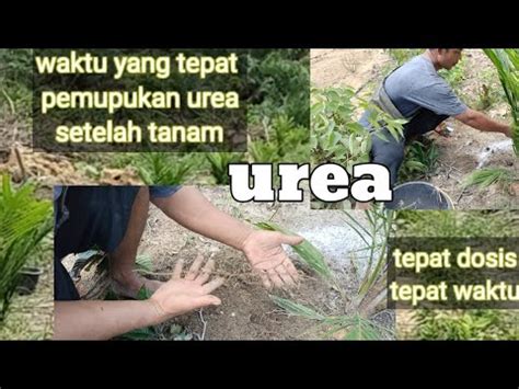 Waktu Yang Tepat Pemupukan Urea Pertama Setelah Penanaman Youtube