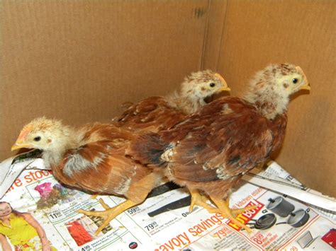 New Hampshire Reds Backyard Chickens Learn How To Raise Chickens