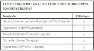 Powdery Mildew Of Peppers