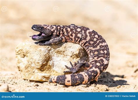 Lizard Gila Monster Heloderma Suspectum North America Stock Photo