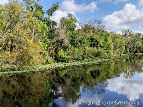 A Day At Wekiva Island Beauty and the Beets