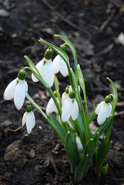 Campanillas De Invierno En El Suelo En El Jard N De Los Jardines