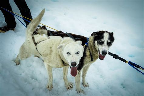 Free Images Snow Winter Vehicle Alaska Pulling Sledding