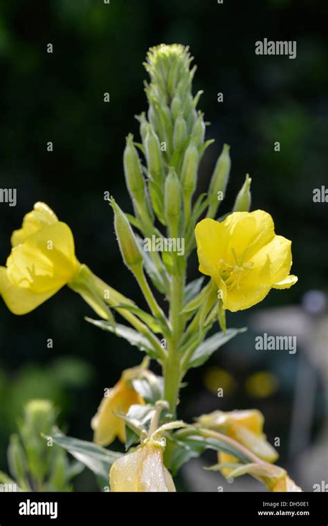 Common Evening Primrose Or Evening Star Oenothera Biennis Stock Photo