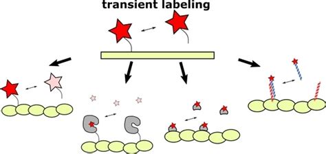 Ijms Free Full Text Transient Fluorescence Labeling Low Affinity—high Benefits