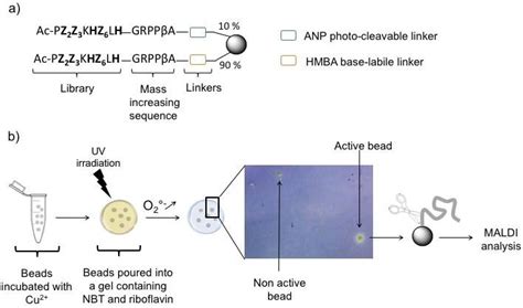 A Schematic Representation Of The Library On Bead B Work Flow Of The Download Scientific