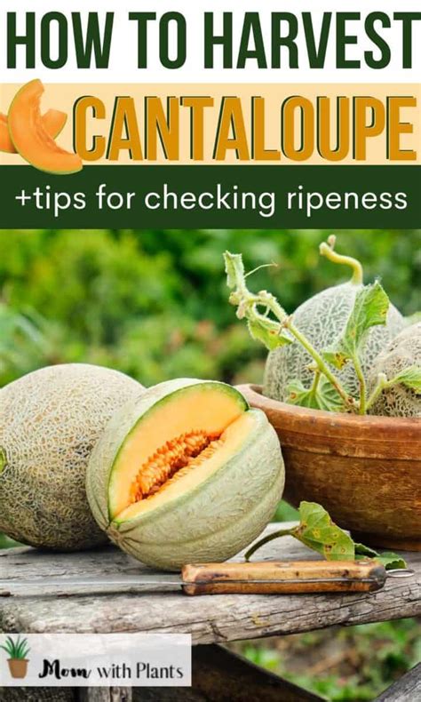 Harvesting Cantaloupe 101 How When To Pick Mom With Plants