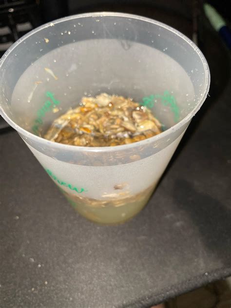 Lemon Tek : r/shrooms
