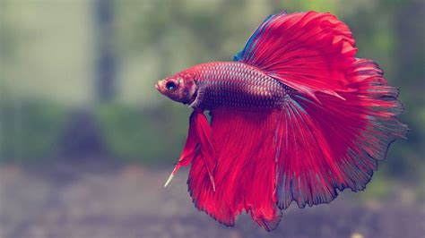 fighter fish wallpaper kolpaper awesome  hd wallpapers