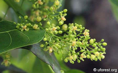 Broad-leaf Mahogany - Swietenia macrophylla